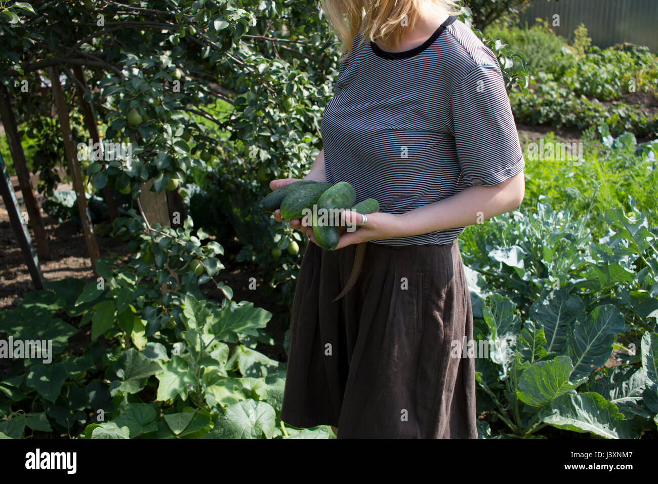 Mid section of young woman picking fresh courgettes in garden Stock Photo