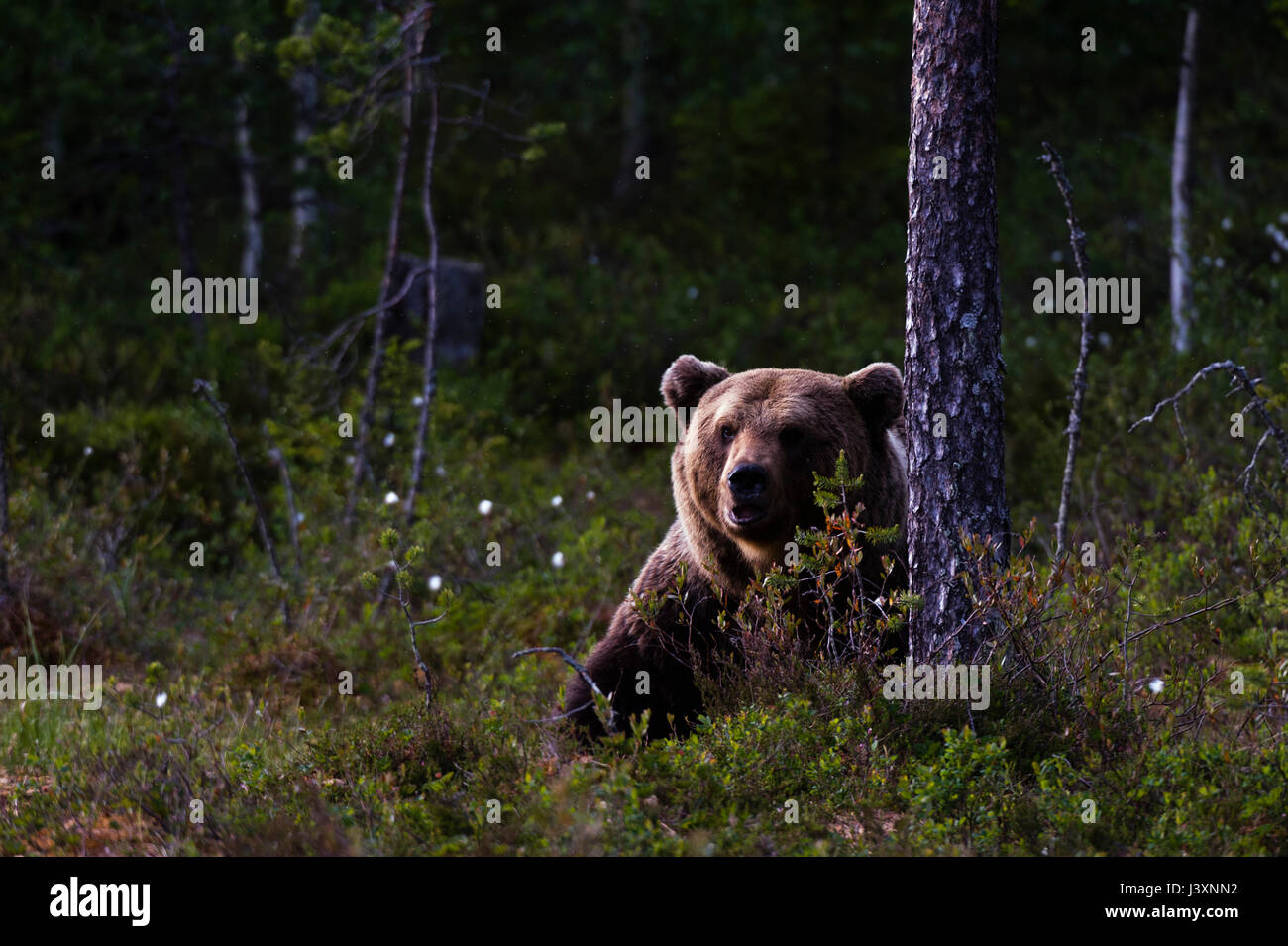 European brown bear looking out from forest Stock Photo