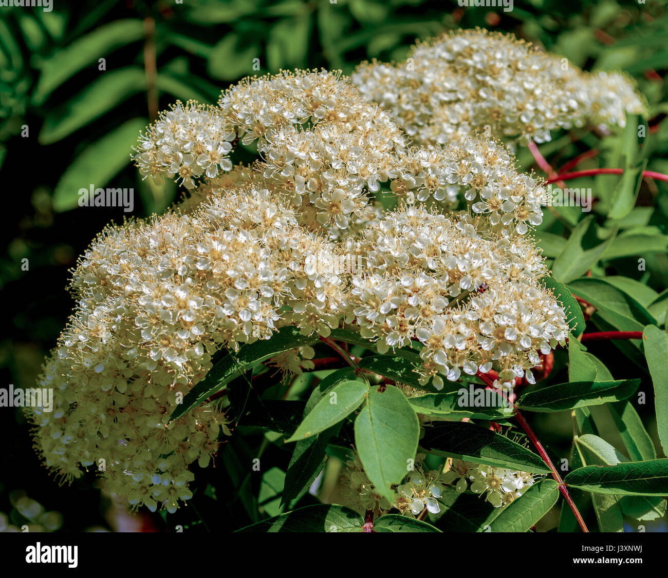 Flowers rowan. lowering rowan in spring time. White flowers of the