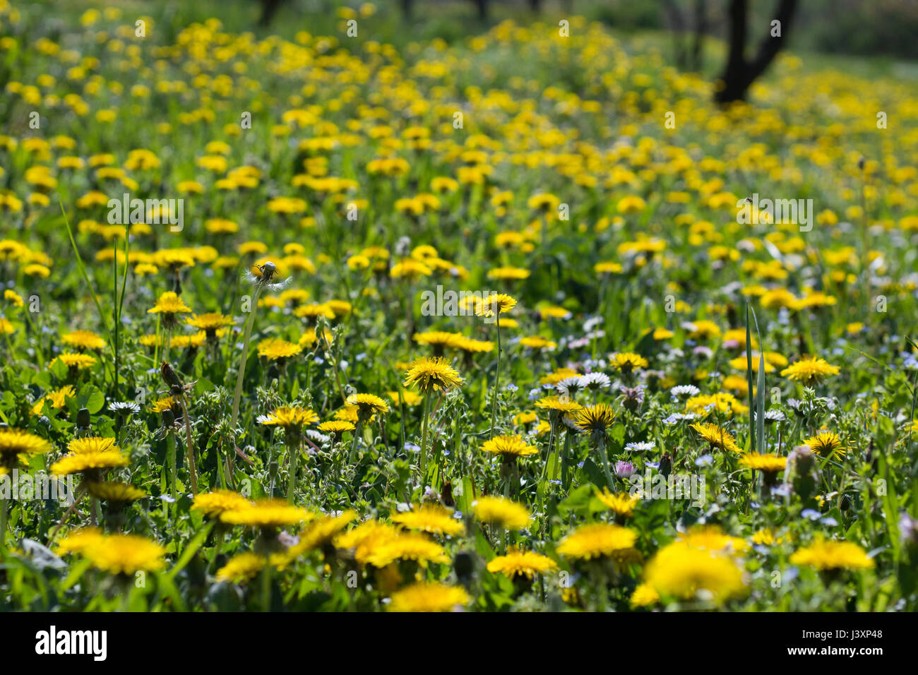 Yellow Dandelion Flowers Field Stock Photo