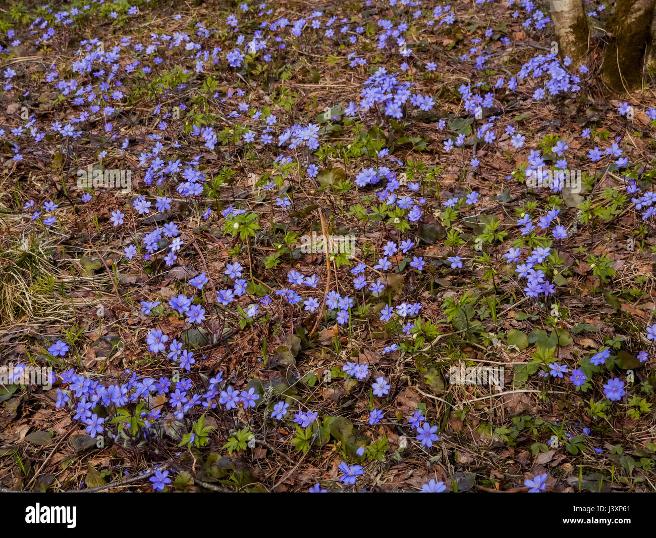 blue flowers bloom in the clearing in the forest in the spring Stock