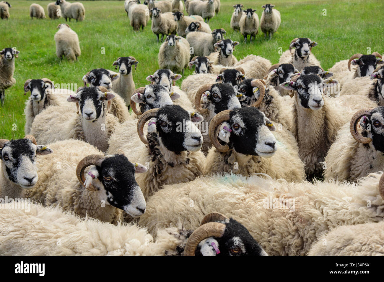 Swaledale ewes, Longnor,Staffordshire. Stock Photo