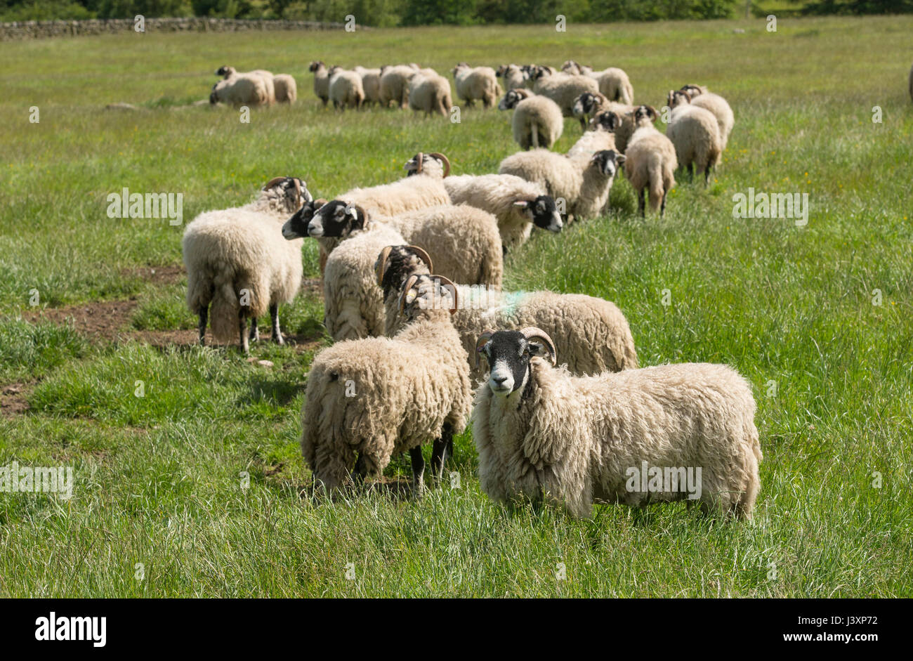 Swaledale ewes, Longnor,Staffordshire. Stock Photo