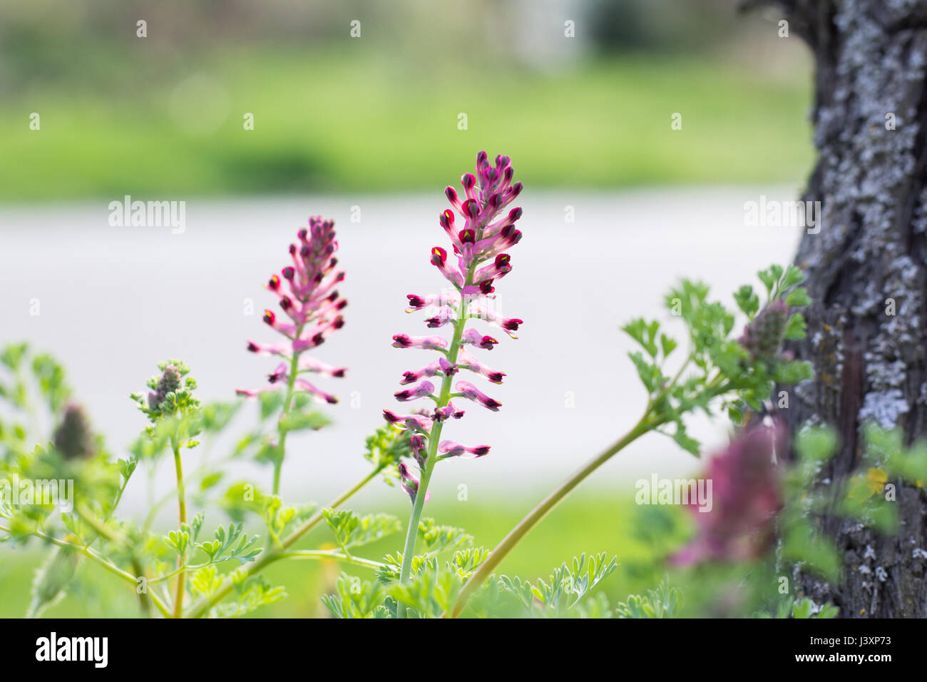 Pink WildFlowers Stock Photo