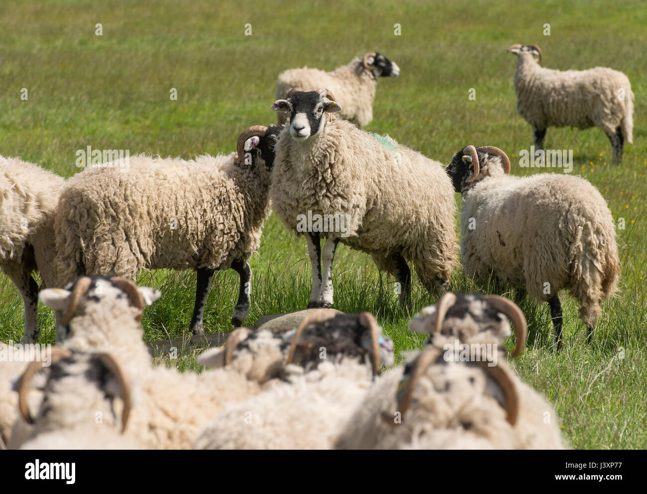 Swaledale ewes, Longnor,Staffordshire. Stock Photo