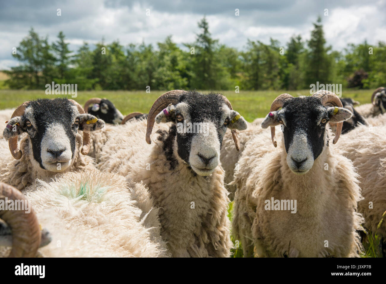 Swaledale ewes, Longnor,Staffordshire. Stock Photo