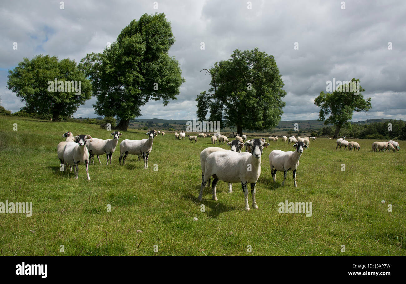 Swaledale ewes and lambs, Longnor,Staffordshire. Stock Photo