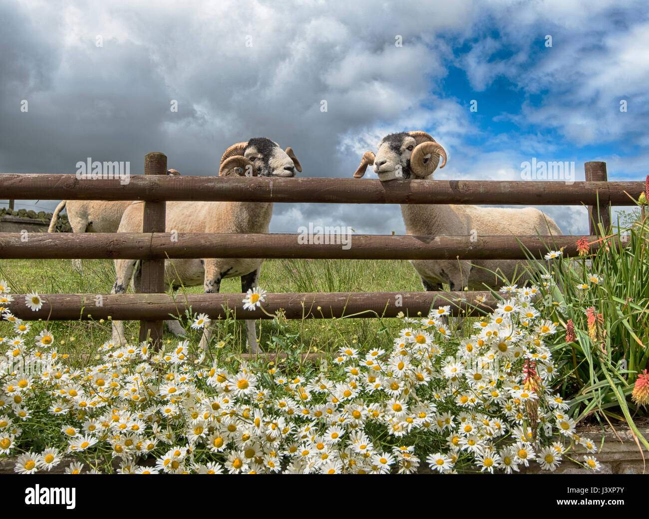 Swaledale rams with fence and flowers, Longnor,Staffordshire. Stock Photo