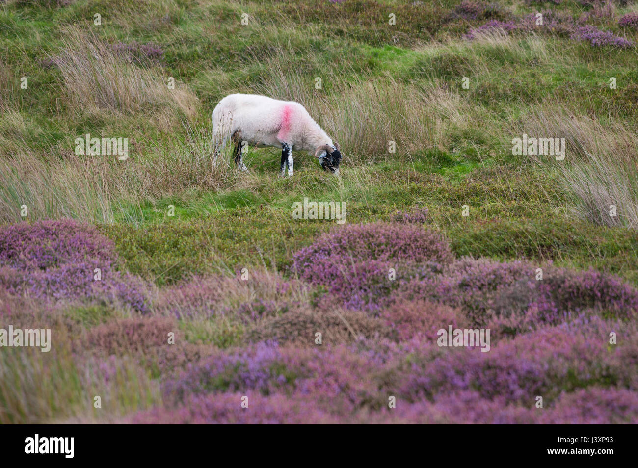 Swaledale ewe grazing among heather on Grizedale Fell, Oakenclough,  Lancaster, Lancashire Stock Photo