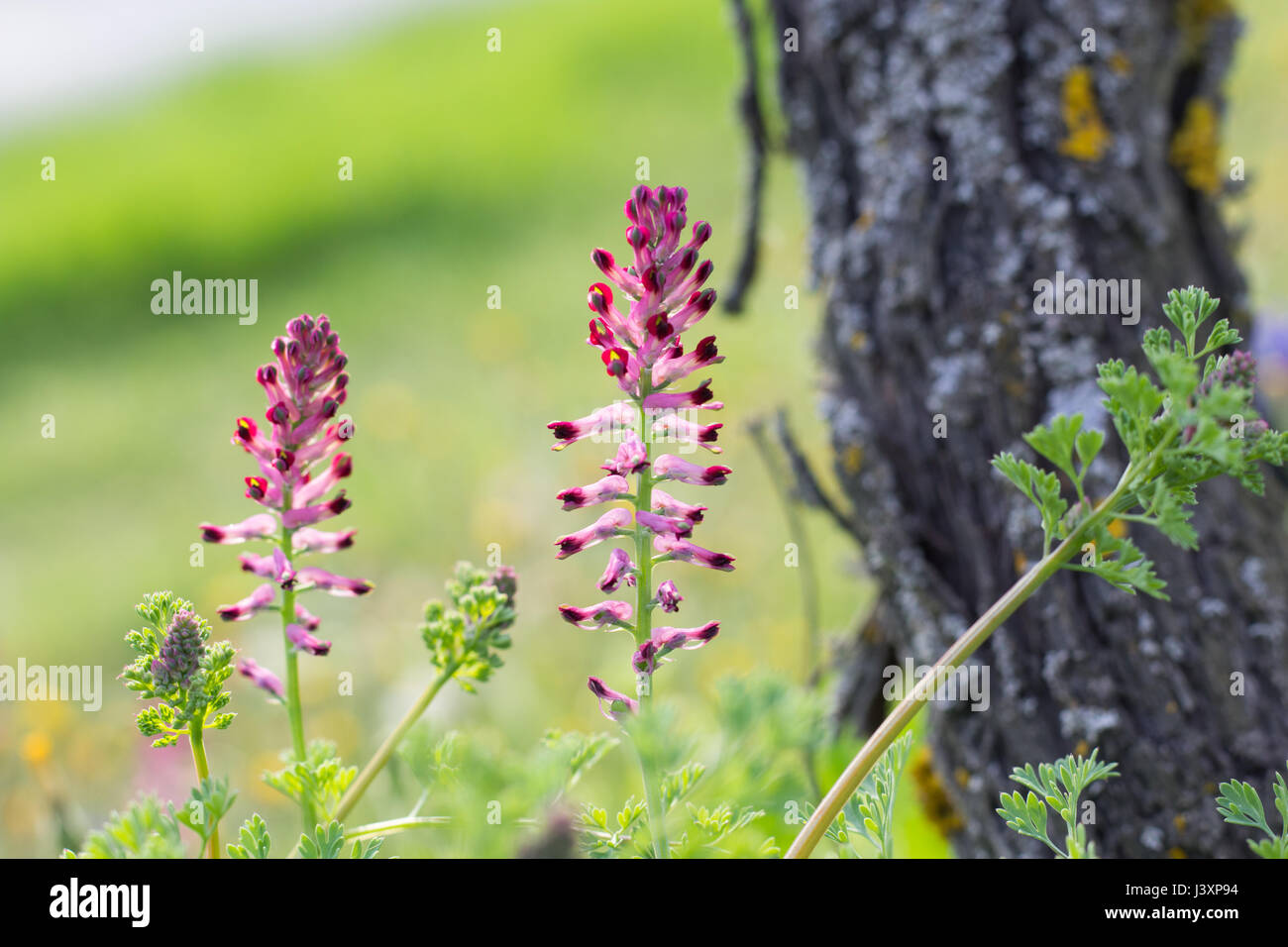 Pink WildFlowers Stock Photo