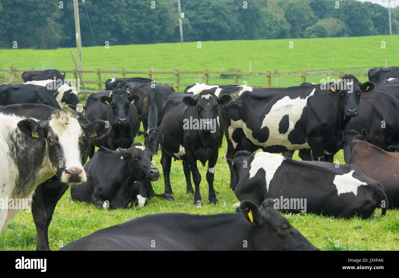 Friesian jersey hires stock photography and images Alamy