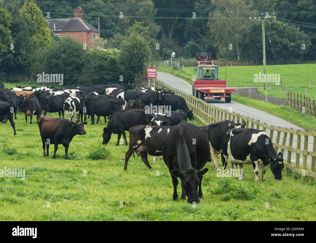 Animals kiwi hires stock photography and images Alamy