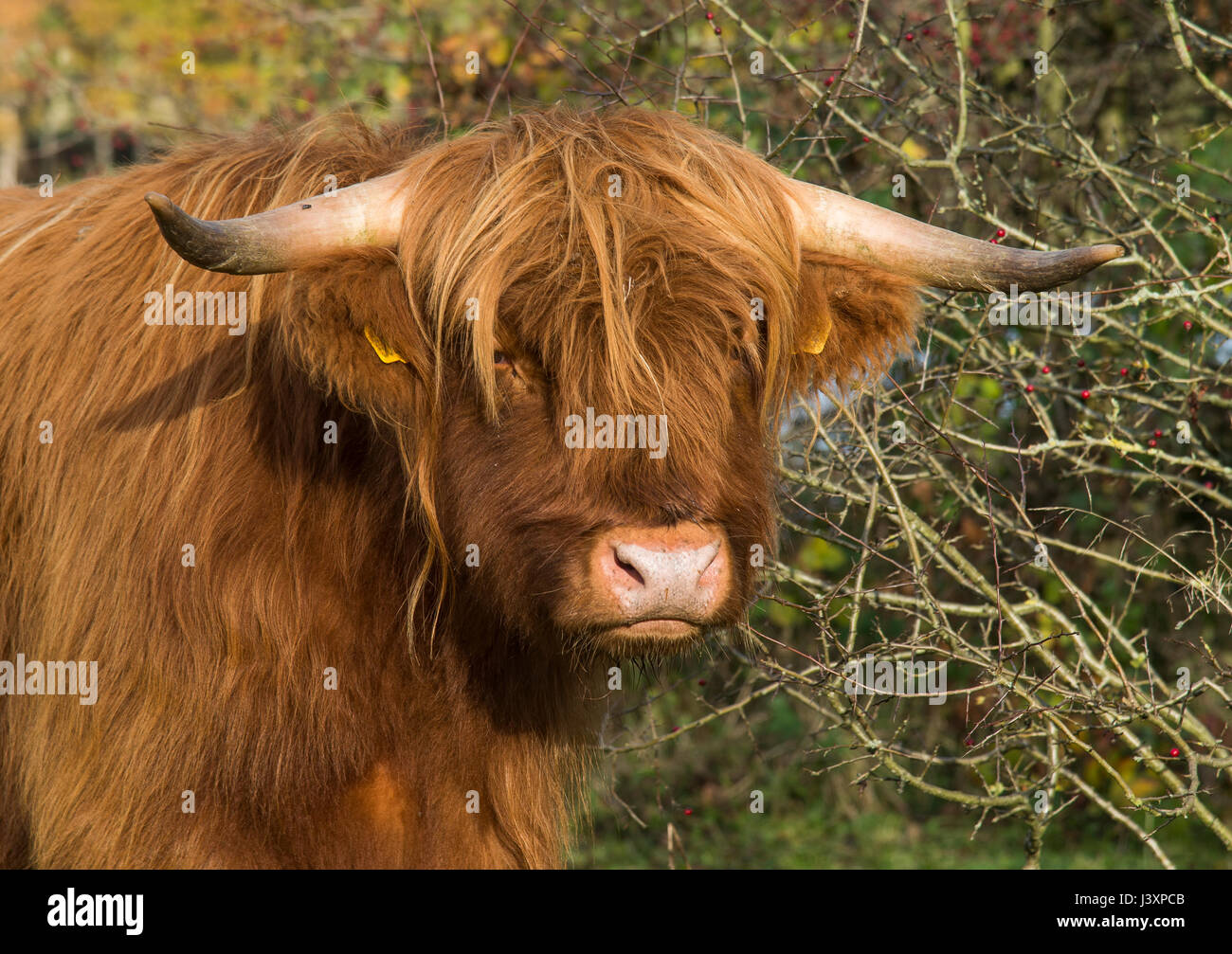 Highland steer grazing land at Yorkshire Sculpture Park, West Bretton, Wakefield, West Yorkshire, England. Stock Photo