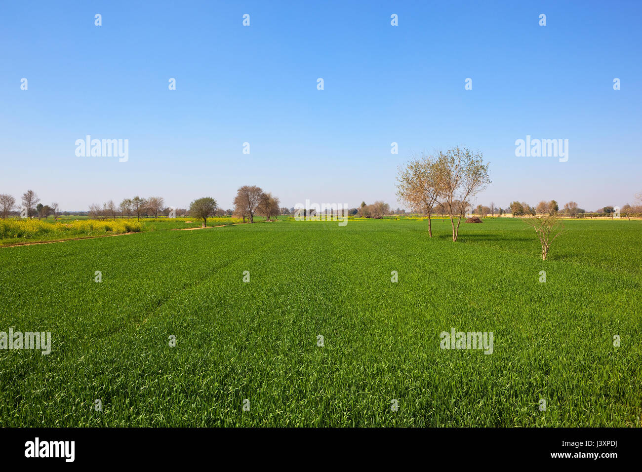 wheat and mustard fields with acacia trees in a flat rajasthan landscape under a clear blue sky in springtime Stock Photo