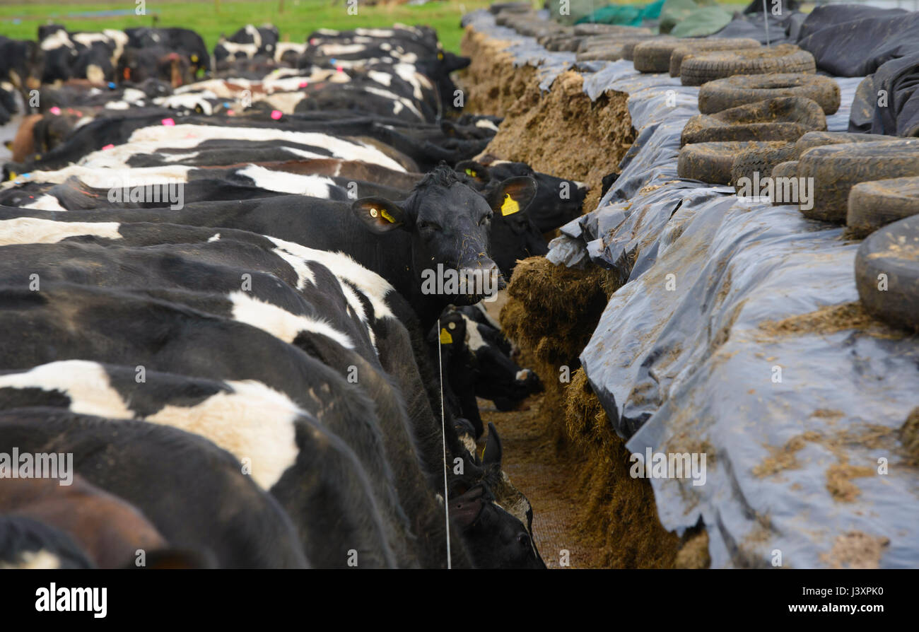 Jersey cross cows feeding at a silage clamp face, Staffordshire Stock