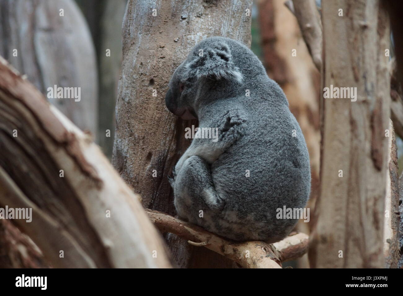 Sleeping coala Stock Photo