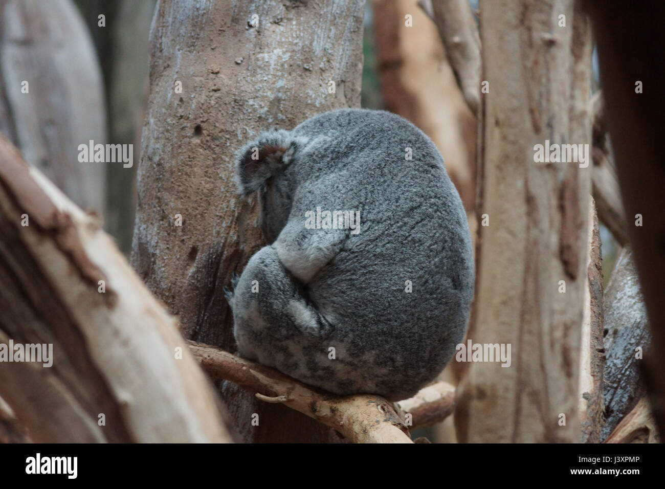 Sleeping coala Stock Photo