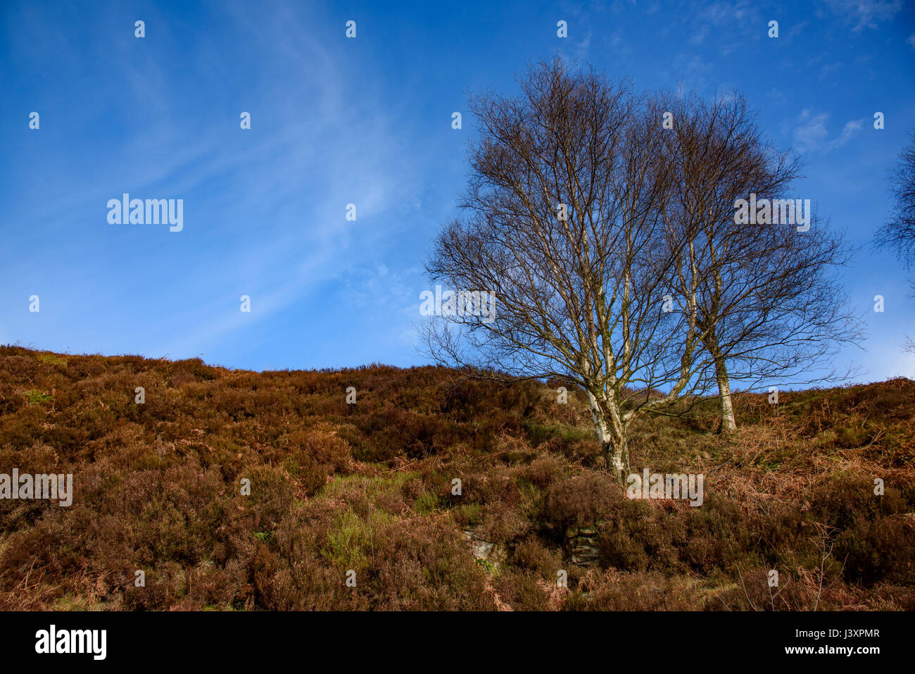 Trees at Landgen, Dunsop Bridge, Lancashire. Stock Photo