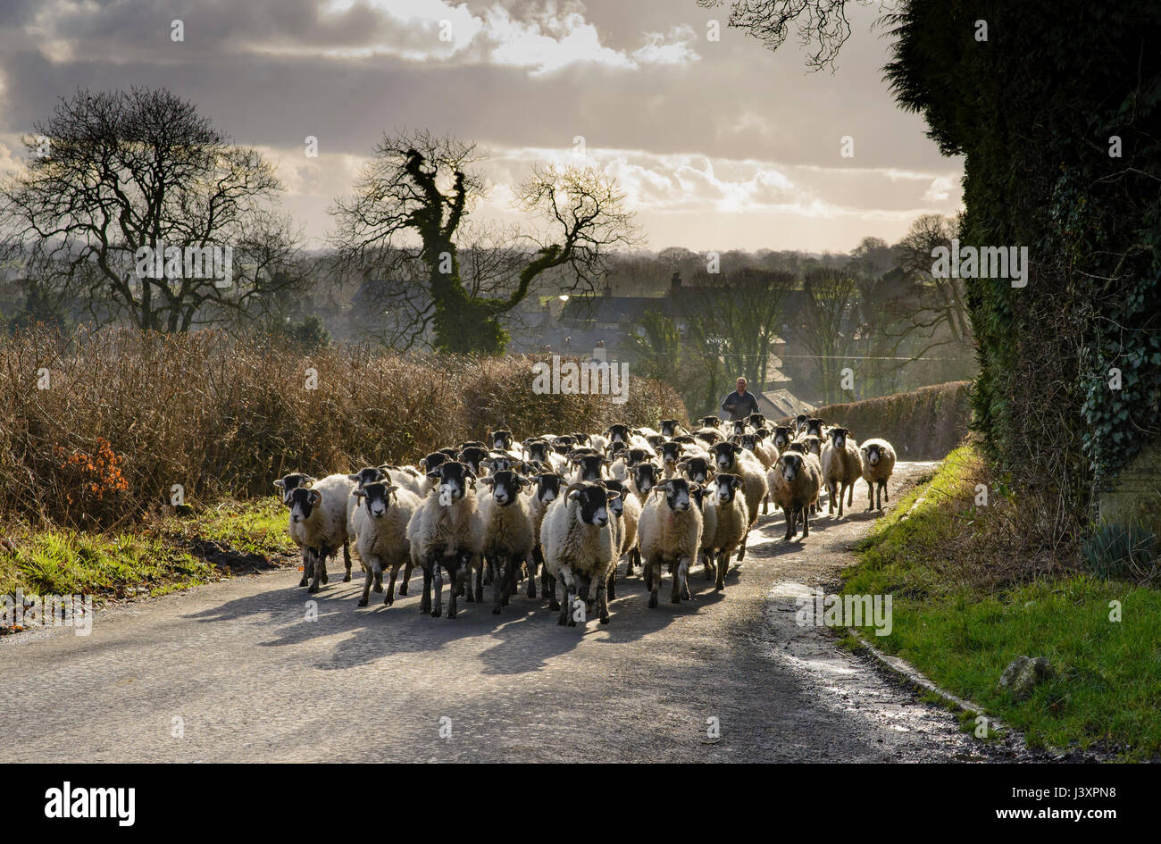 Swaledale ewes moving down a road, Chipping, Preston, Lancashire. Stock Photo