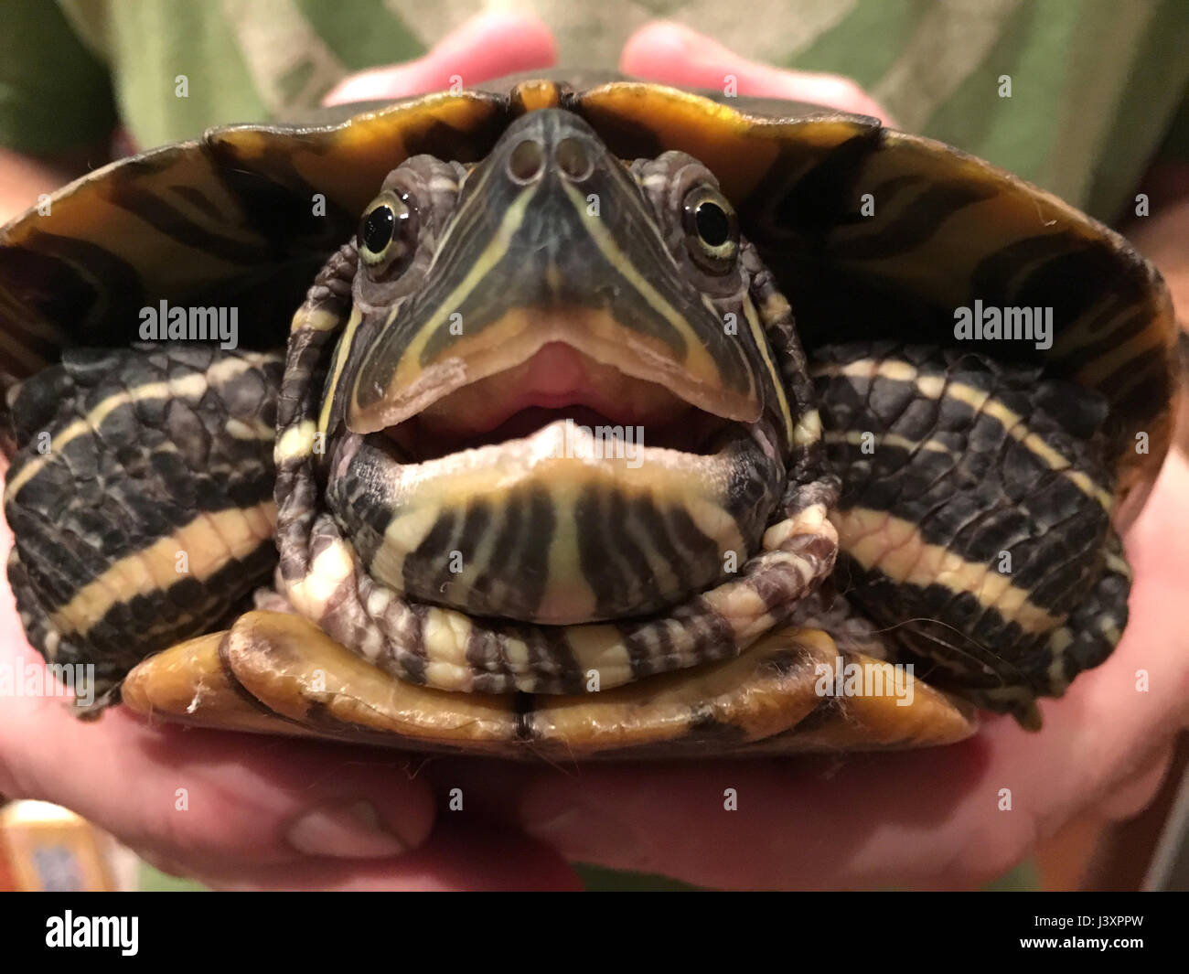 Straight on view of red eared slider turtle with open mouth. Stock Photo