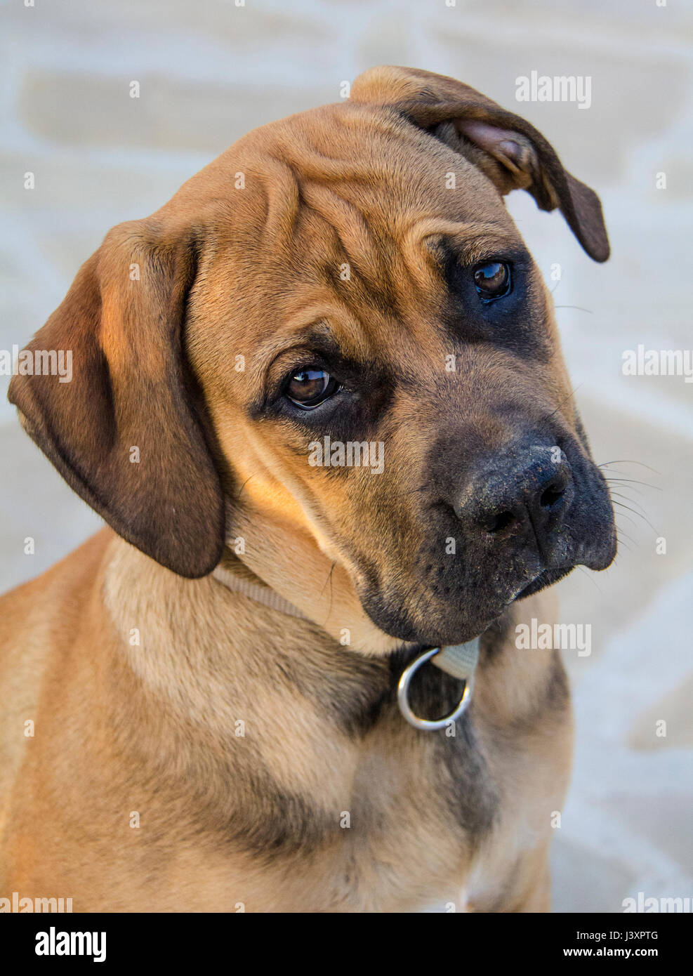Boerboel puppy Stock Photo