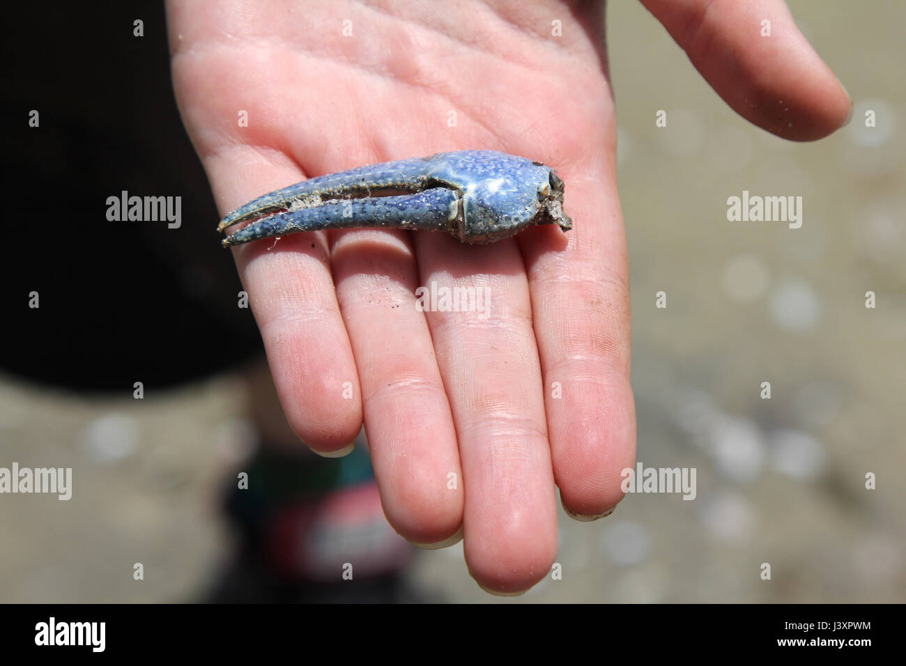 Blue crayfish claw on person's hand. Stock Photo
