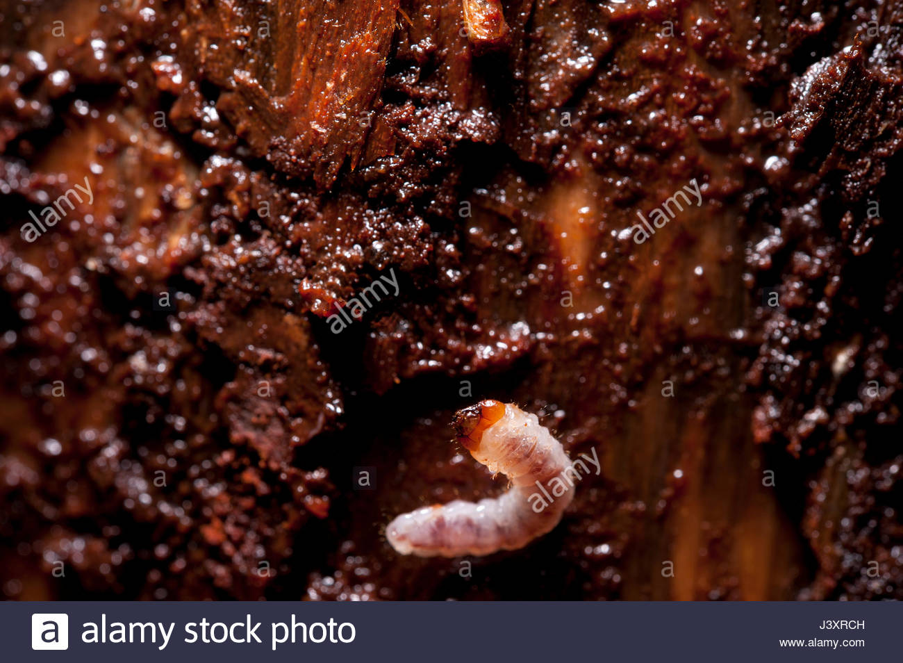 Pine Sawyer Beetle Stock Photos & Pine Sawyer Beetle Stock Images Alamy