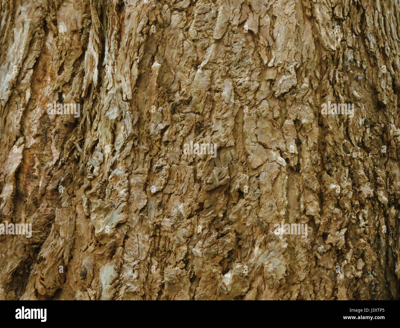 Old tree bark Stock Photo Alamy