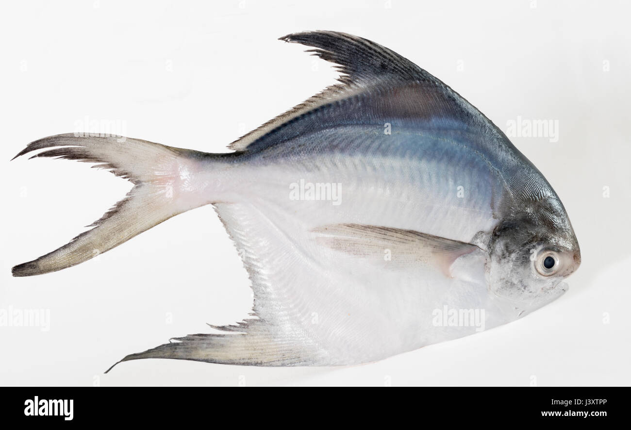Single White or Silver Pomfret fish Stock Photo