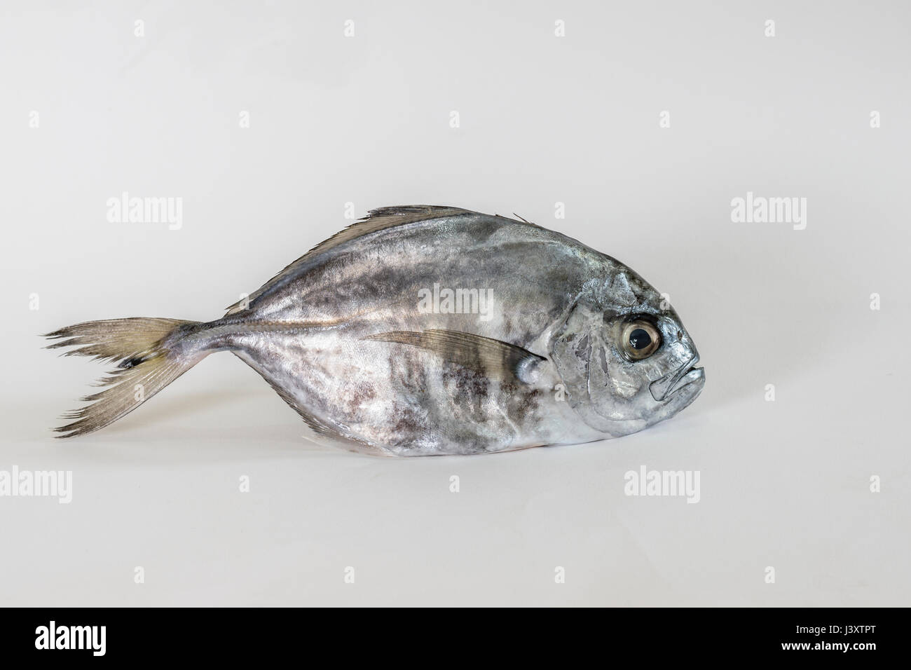 Single false trevally fish Stock Photo