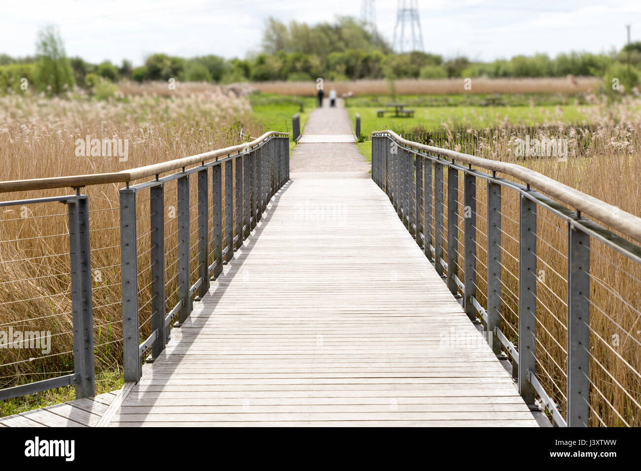 Boardwalk through reed beds at Newport Wetlands, Gwent, Wales, UK Stock