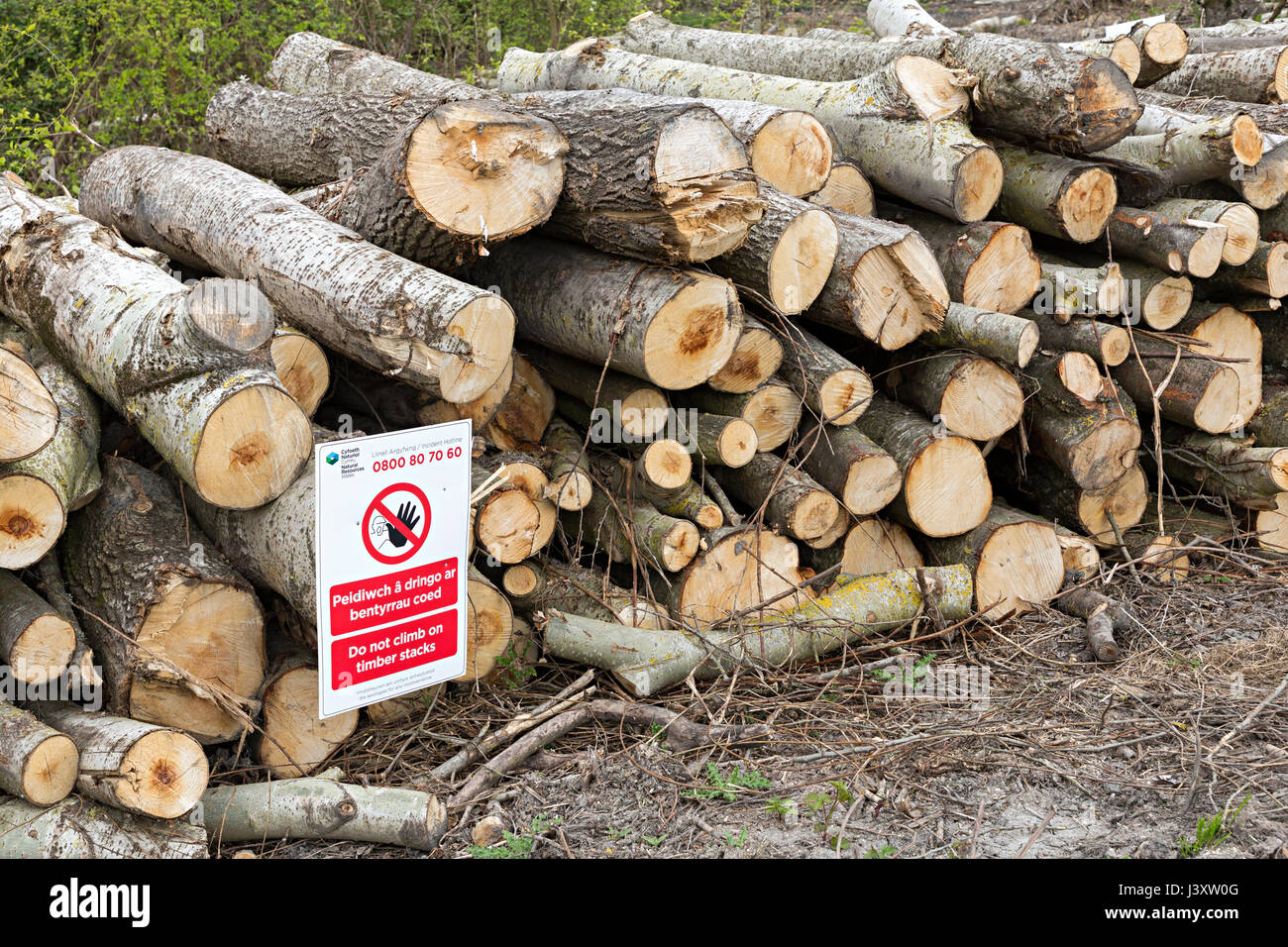 Do not climb on timber sign on felled tree logs, Newport Wetlands, Wales, UK Stock Photo