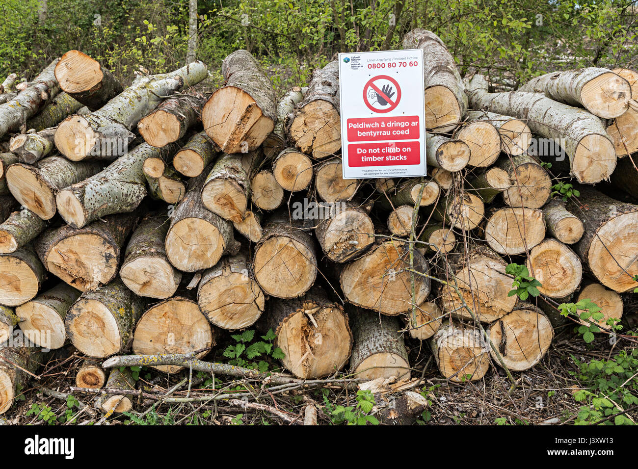 Do not climb on timber sign on felled tree logs, Newport Wetlands, Wales, UK Stock Photo