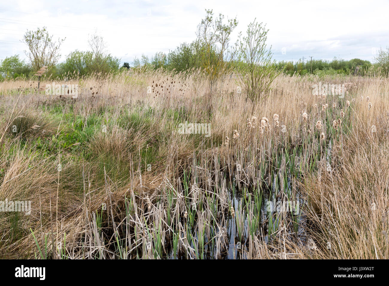 River Rushes Uk Rill hi-res stock photography and images - Alamy