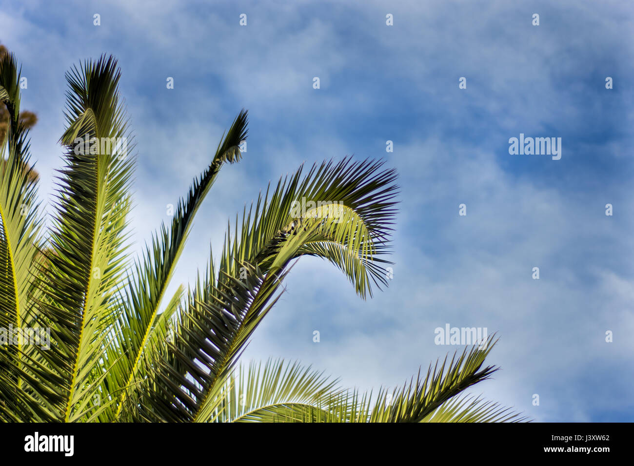 Low angle detail forest hi-res stock photography and images - Alamy