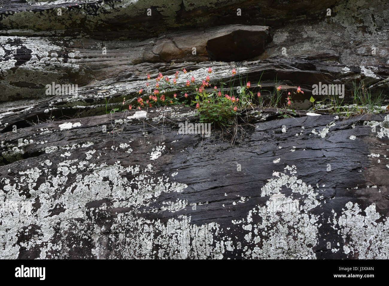 Wild columbine patch growing on rock ledge covered with lichen Stock Photo