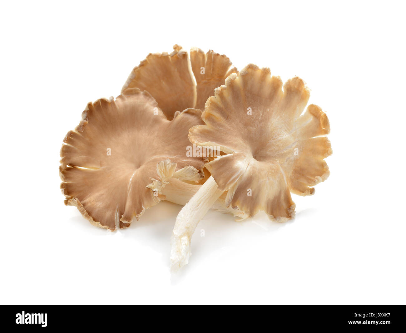 fresh Oyster Mushroom on white background. Mushroom brown isolated. Angel mushroom Stock Photo