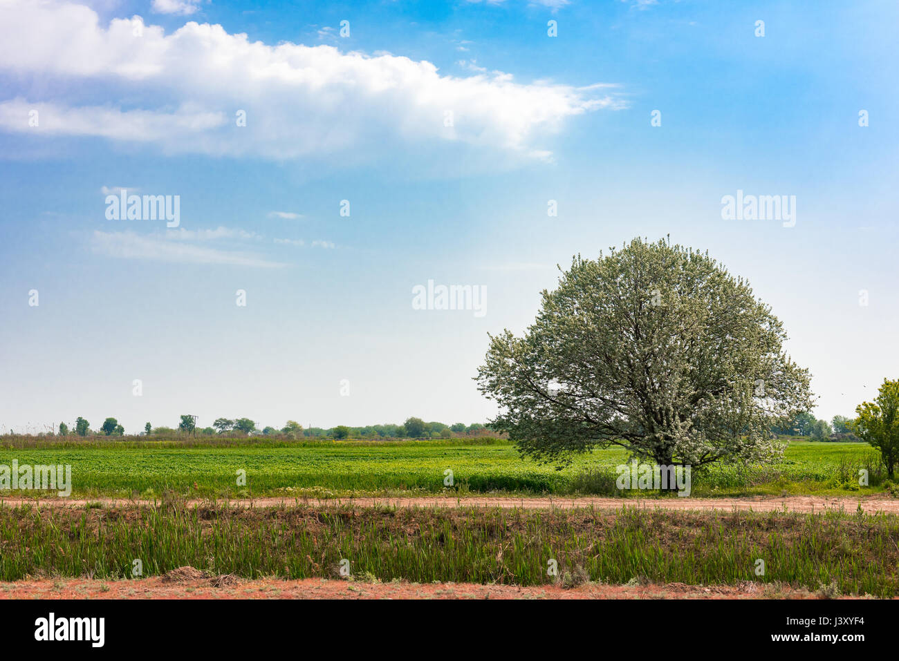 Lonely green tree in farm field, rural landscape Stock Photo Alamy