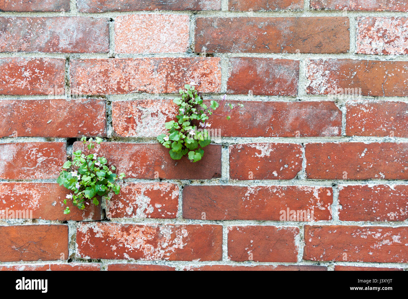 Plant with flowers on brick wall texture background Stock Photo Alamy