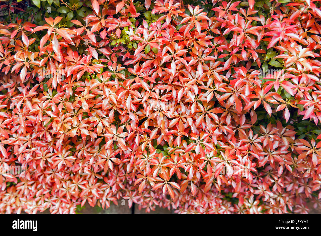 Red glossy foliage leaves in botanic garden background texture Stock Photo