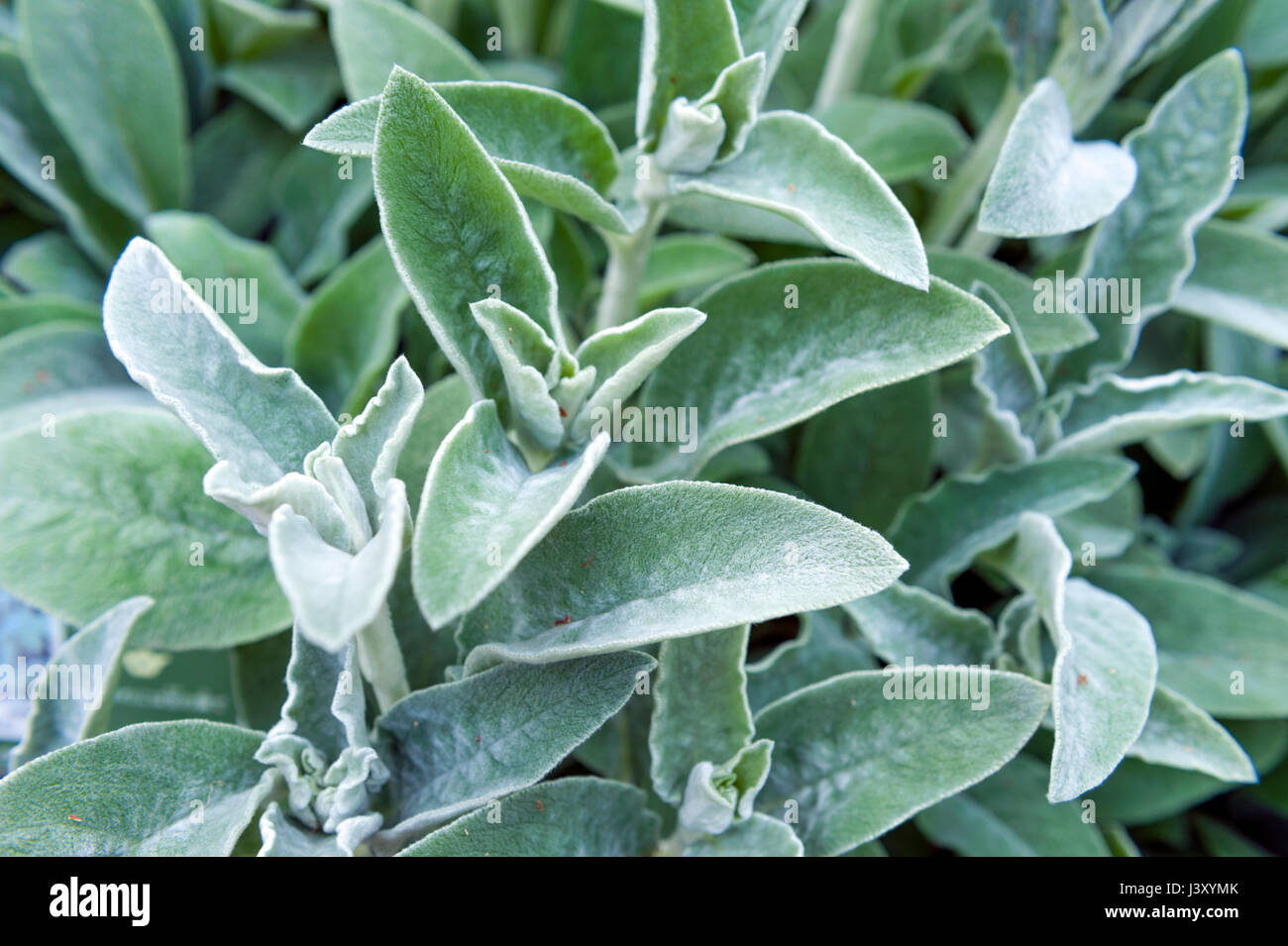 Full frame close-up Stachys byzantina (lamb’s ears or woolly hedgenettle) ornamental plant grow in herbal garden Stock Photo