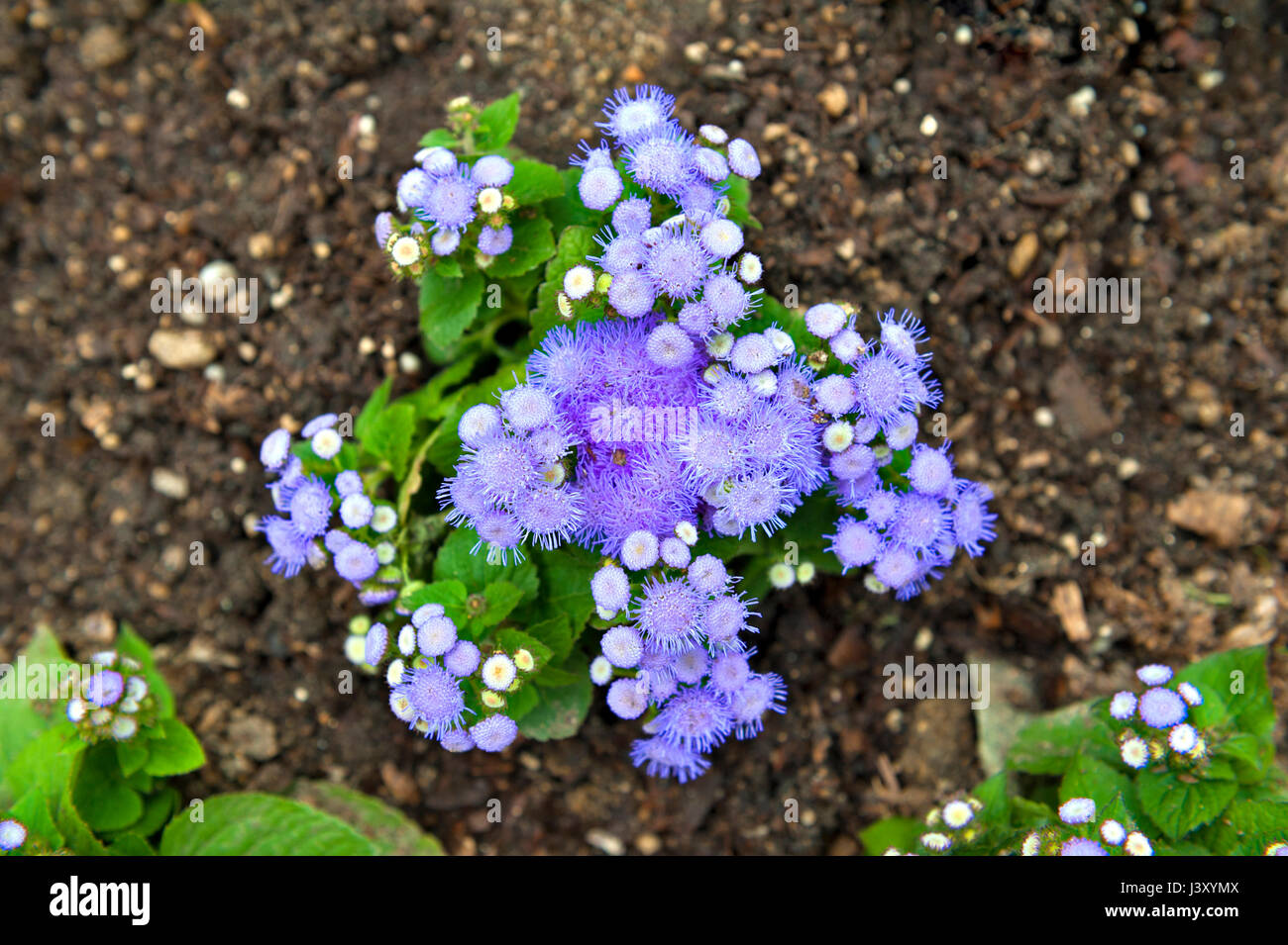 Blue mistflower (Conoclinium coelestinum) or purple blue Ageratum flower plant growing on ground Stock Photo