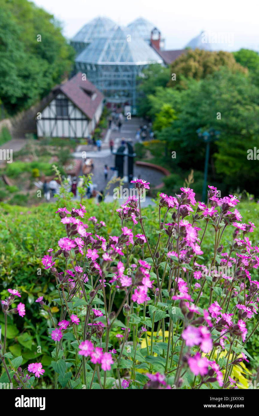 Kobe, Japan - April 2016: Pink flowers at Nunobiki Herb Garden on Mount Rokko in Kobe, Japan Stock Photo