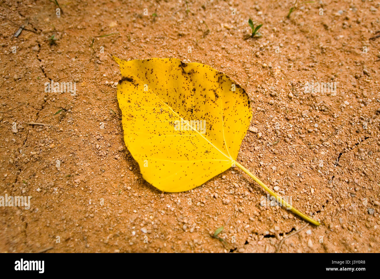 Drought. Yellow leaf with black specks lies on dry ground. Stock Photo