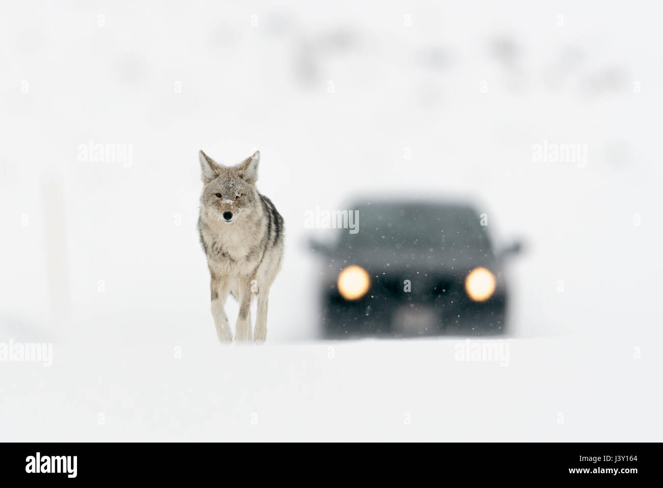 Coyote ( Canis latrans ), in winter, high snow, walking on a road, followed by a car, seems to be totally undisturbed, Yellowstone NP, Wyoming, USA. Stock Photo