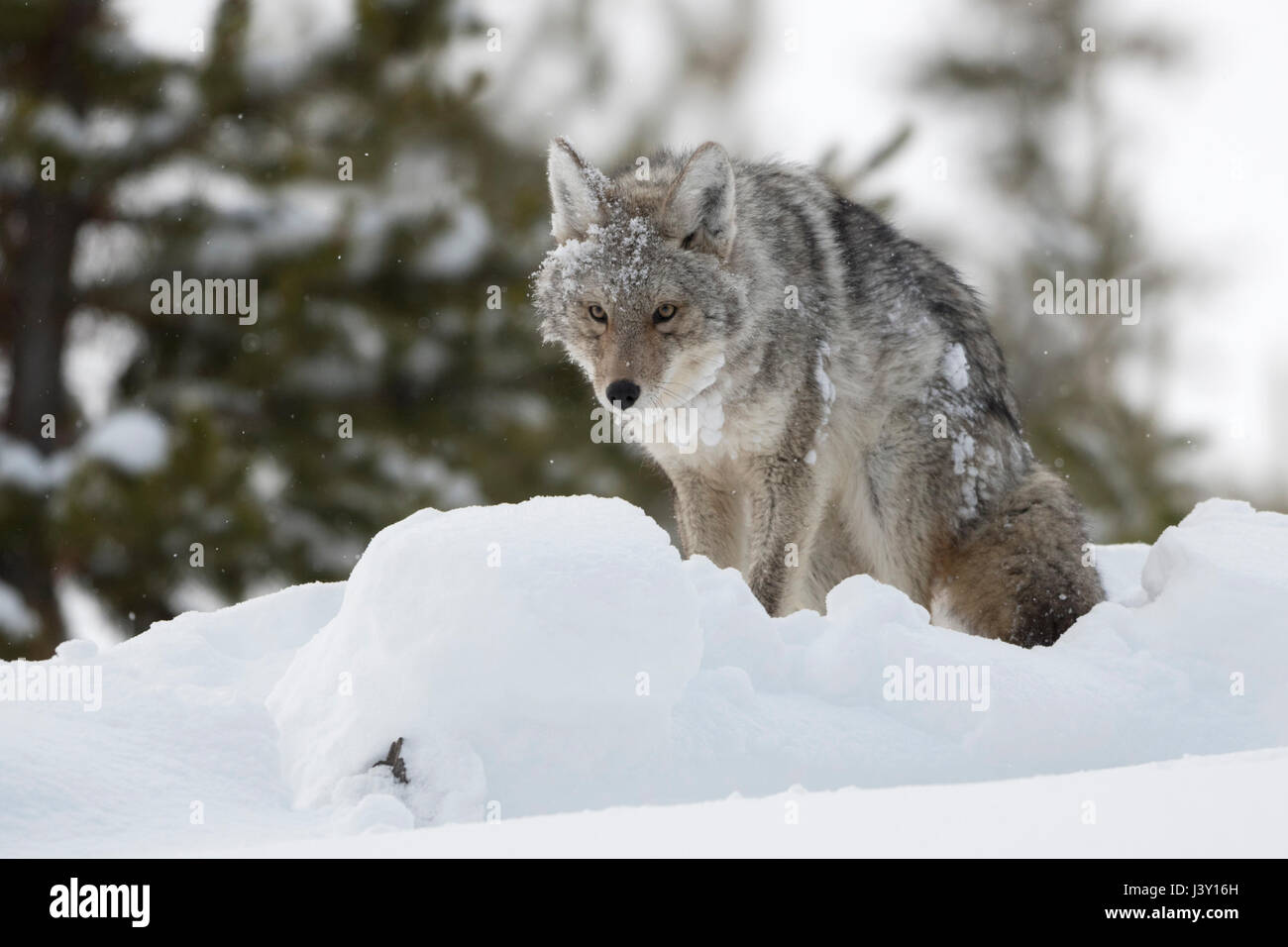 Coyote ( Canis latrans ) in winter, deep snow, sitting, standing up, with claggy snow and ice in its fur, looks funny, Yellowstone NP, Wyoming, USA. Stock Photo