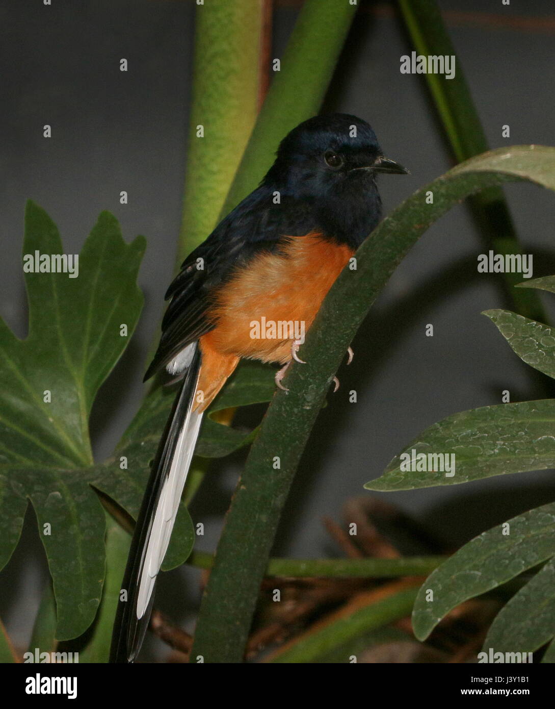 Male Southeast Asian White-rumped Shama bird (Copsychus malabaricus), ranging from India to  Indochina and Indonesia. Stock Photo