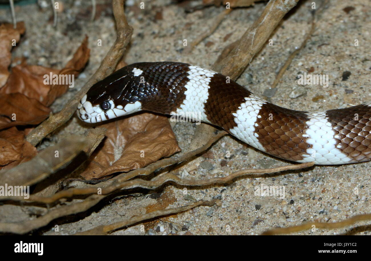 Black and white California Kingsnake ( Lampropeltis Californiae, Lampropeltis getula californiae) in closeup Stock Photo