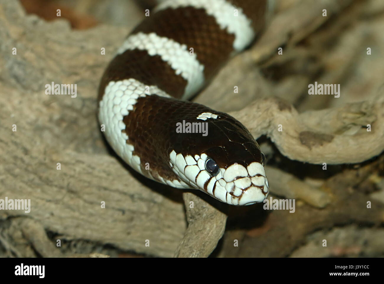 Black and white California Kingsnake ( Lampropeltis Californiae, Lampropeltis getula californiae) in closeup Stock Photo