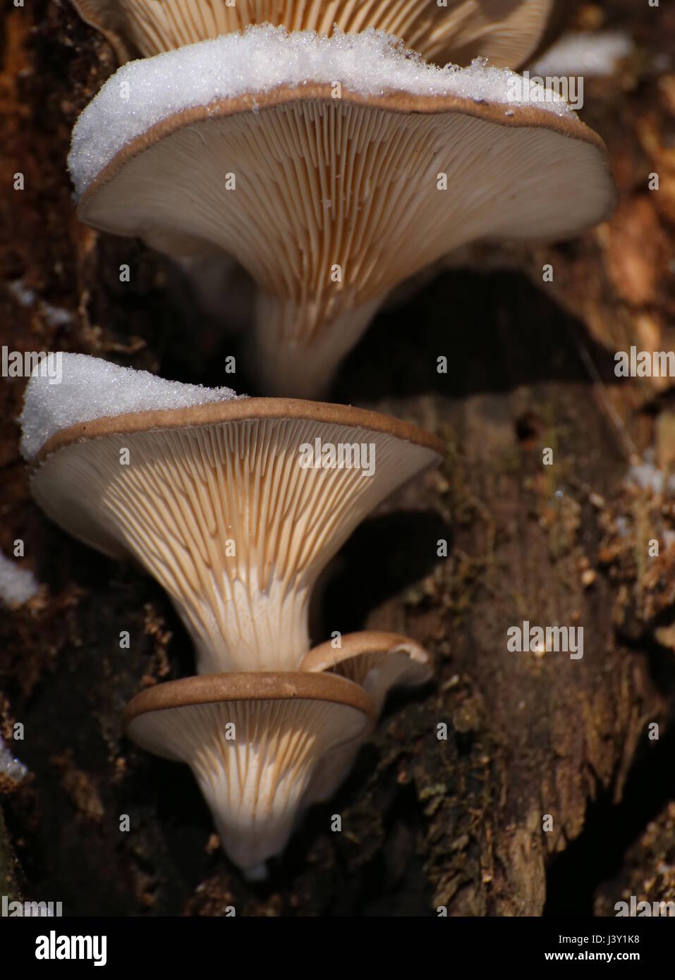 Pleurotus ostreatus, the oyster mushroom in winter with snow Stock